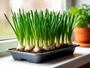 Всегда свежий лук на дома: как я просто выращиваю длинные кисточки прямо в квартире