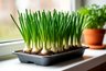 Миниатюра новости: Всегда свежий лук на дома: как я просто выращиваю длинные кисточки прямо в квартире