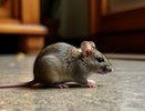 Мыши сбегут сами: как навсегда изгнать грызунов из каркасного дома без ядов и мышеловок - дедовский метод
