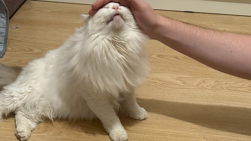 Главная картинка новости: Какой жест заставит подойти к вам абсолютно любую кошку – работает безотказно
