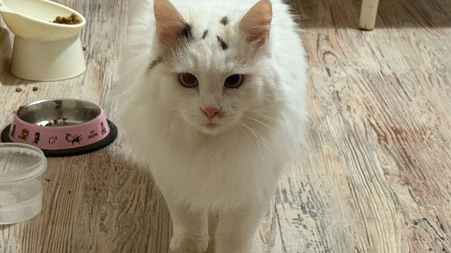 Главная картинка новости: Ветеринар объяснил, почему кошка оставляет кусочки корма в миске, съедая только желе