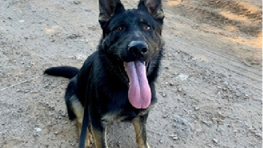 Главная картинка новости: В Кировской области ищут нового хозяина для четырехлетней овчарки из полиции