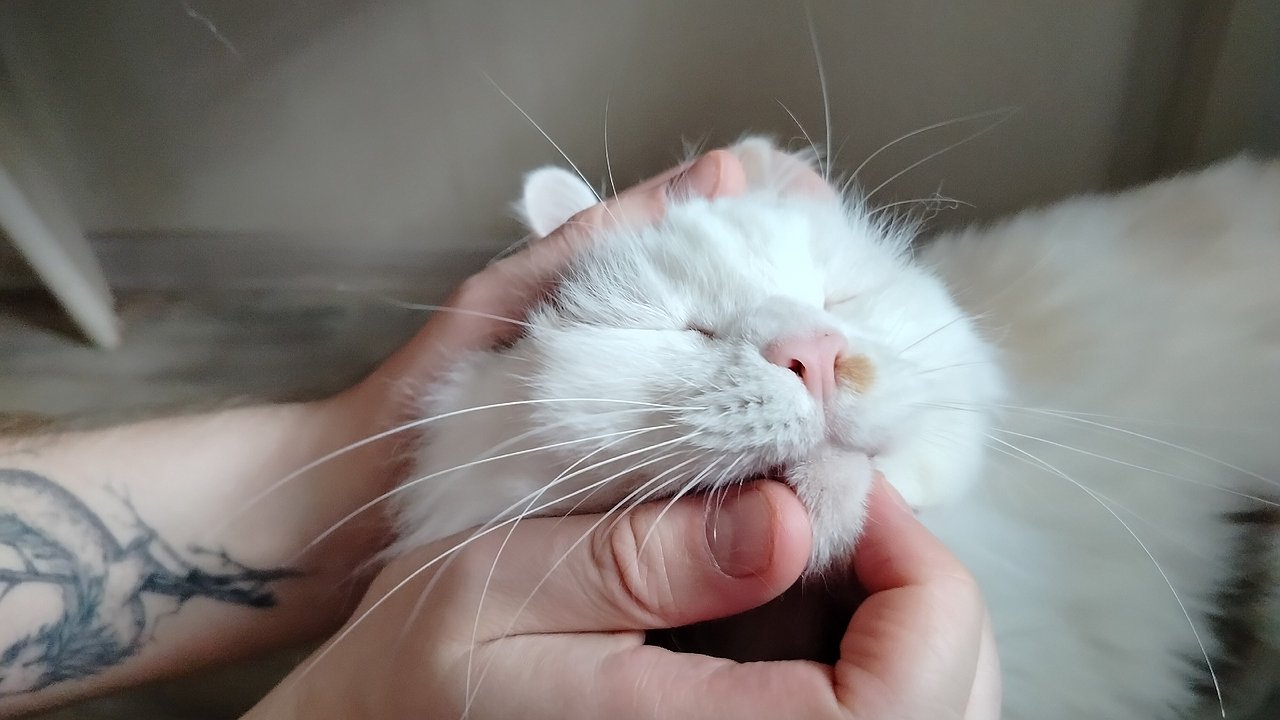 Главная картинка новости: 11 простых жестов, которые кошки понимают мгновенно, и как завоевать их доверие без слов