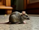 Мыши сбегут сами: как навсегда изгнать грызунов из каркасного дома без ядов и мышеловок – действенный метод