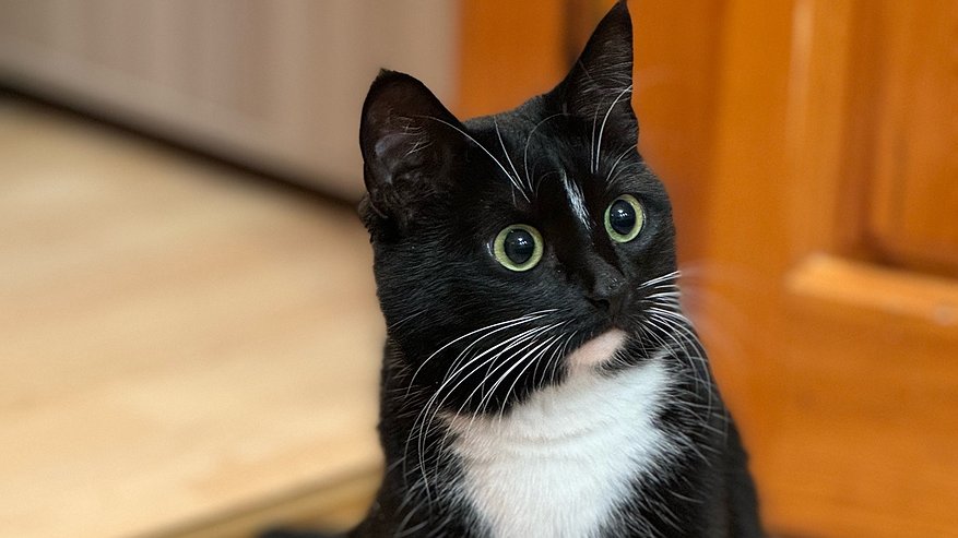 Главная картинка новости: Как сделать так, чтобы кот понял: главный в доме — вы (5 действенных приёмов)