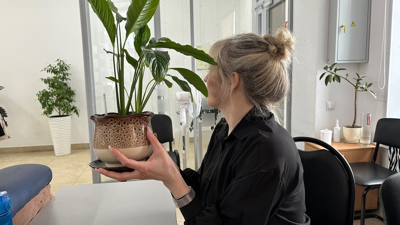 Главная картинка новости: Спатифиллум распустит «белые паруса»: рабочие подкормки для обильного цветения зимой