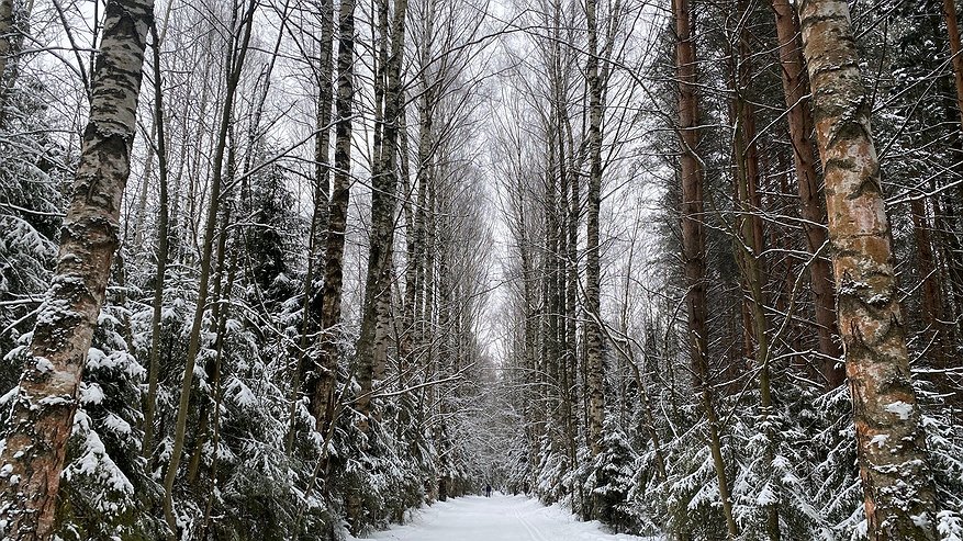Главная картинка новости: Карантин из-за жука-вредителя в Кировской области расширен до 5400 гектаров
