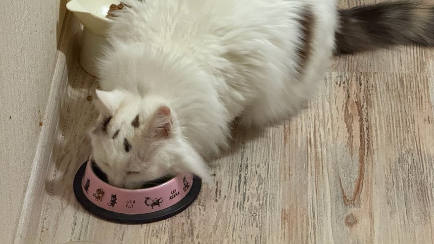 Главная картинка новости: Мы сами незаметно губим своих котов: скрытые риски в еде, от которых питомцы погибают массово