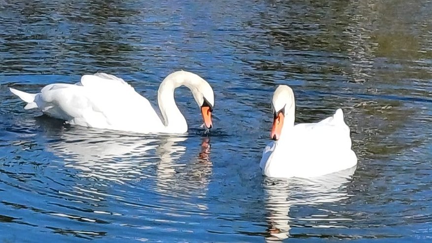 Главная картинка новости: В Кировской области на пруду заметили двух лебедей, которые не могут летать