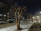 Опасный жук-короед захватил новые территории Кирова