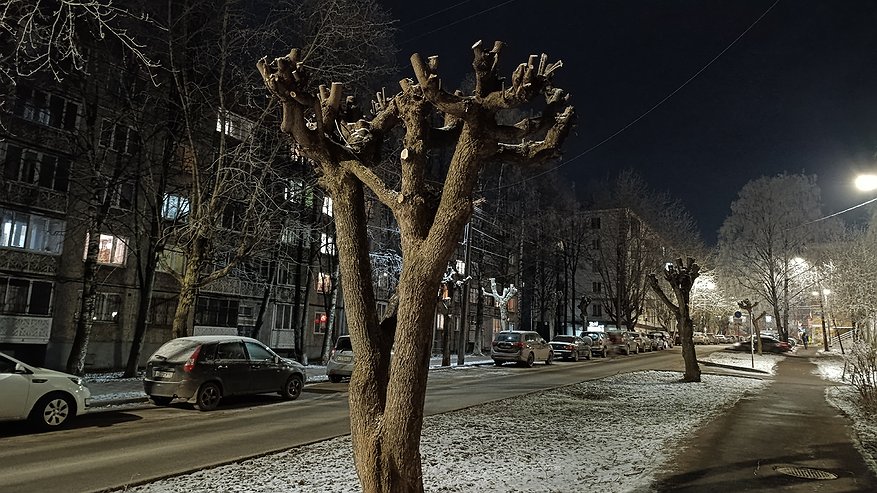 Главная картинка новости: Опасный жук-короед захватил новые территории Кирова