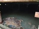 Госжилинспекция рассказала о ситуации в доме на Рухлядьева, который снова затопило фекалиями