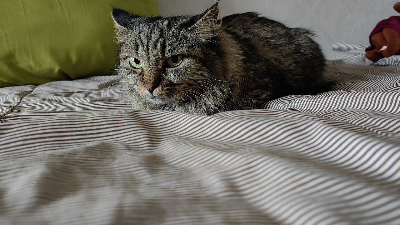 Главная картинка новости: Как отучить кошку будить вас по утрам навсегда