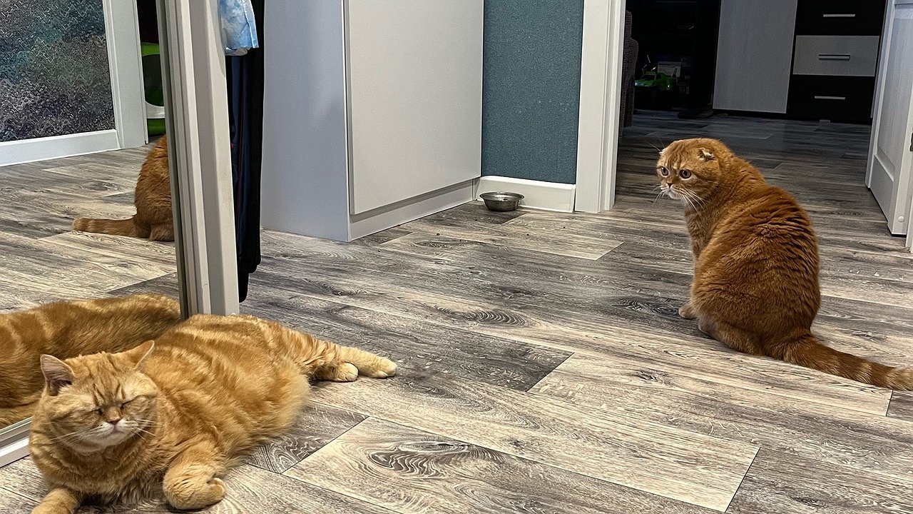 Главная картинка новости: Сколько реально могут прожить домашние коты и кошки: факты о долгожителях и рекордах