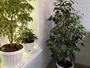 2 ложки на 1 л. воды - и фикус Бенджамина зеленее крокодила: не облысеет и не засохнет