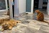Миниатюра новости: Чтобы кот понял, кто главный в доме: 5 приёмов, которые реально работают