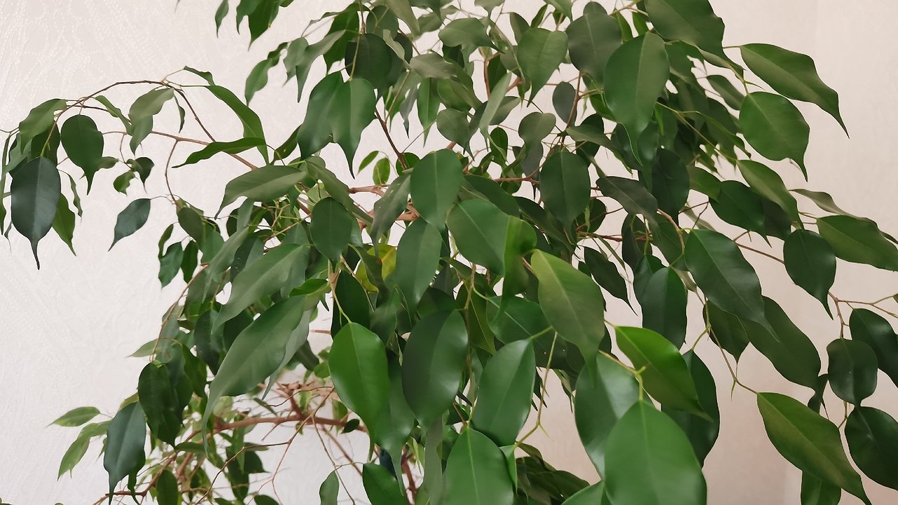 Главная картинка новости: Эликсир жизни для уставших цветов: одна таблетка возвращает комнатным растениям красоту и силы – просто разведите в воде