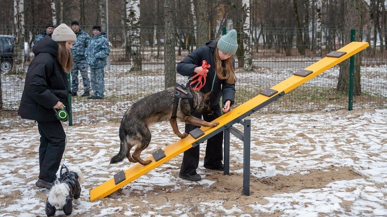 Главная картинка новости: В парке Гагарина в Кирове открылась новая площадка для выгула собак