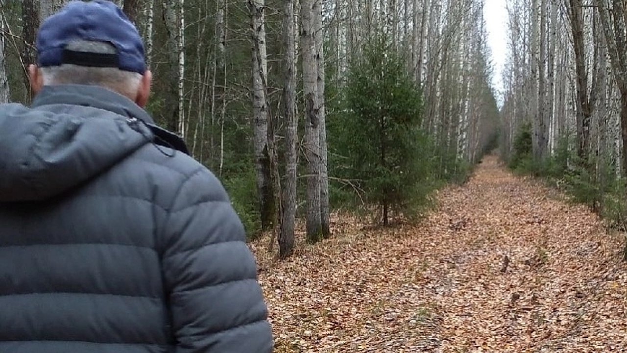 Главная картинка новости: Соколов поручил проверить лес в Верхнекамском районе после жалобы о вырубке