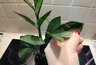 Миниатюра новости: Натерла листья замиокулькаса этим – рост попер уже через 2 дня: нашла это "золото" у себя в холодильнике