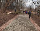 В парке у цирка вырубают деревья