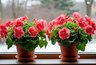 Миниатюра новости: В декабре герани — срочно: 2 г в воду — и даже сухая палка обрастет пышной листвой, цветоносов хватит на 30 букетов