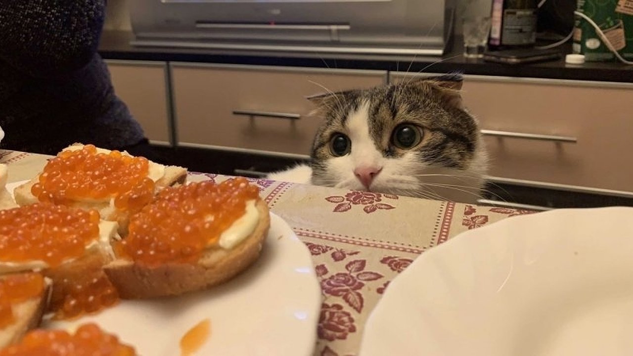 Главная картинка новости: Безошибочно определяю качественную красную икру, не открывая банку: четыре способа проверить в магазине