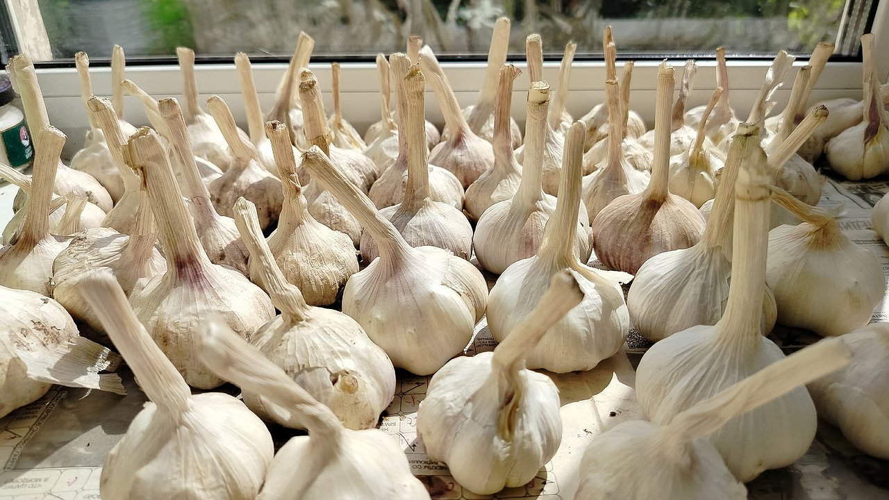 Главная картинка новости: Как сохранить чеснок свежим и упругим в течение всего года: 5 лайфхаков — лежкость 100% и никакой гнили