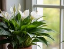 1 ложка на горшок — и даже самый чахлый спатифиллум выпустит десятки цветоносов: мощная подкормка