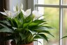 Миниатюра новости: 1 ложка на горшок — и даже самый чахлый спатифиллум выпустит десятки цветоносов: мощная подкормка