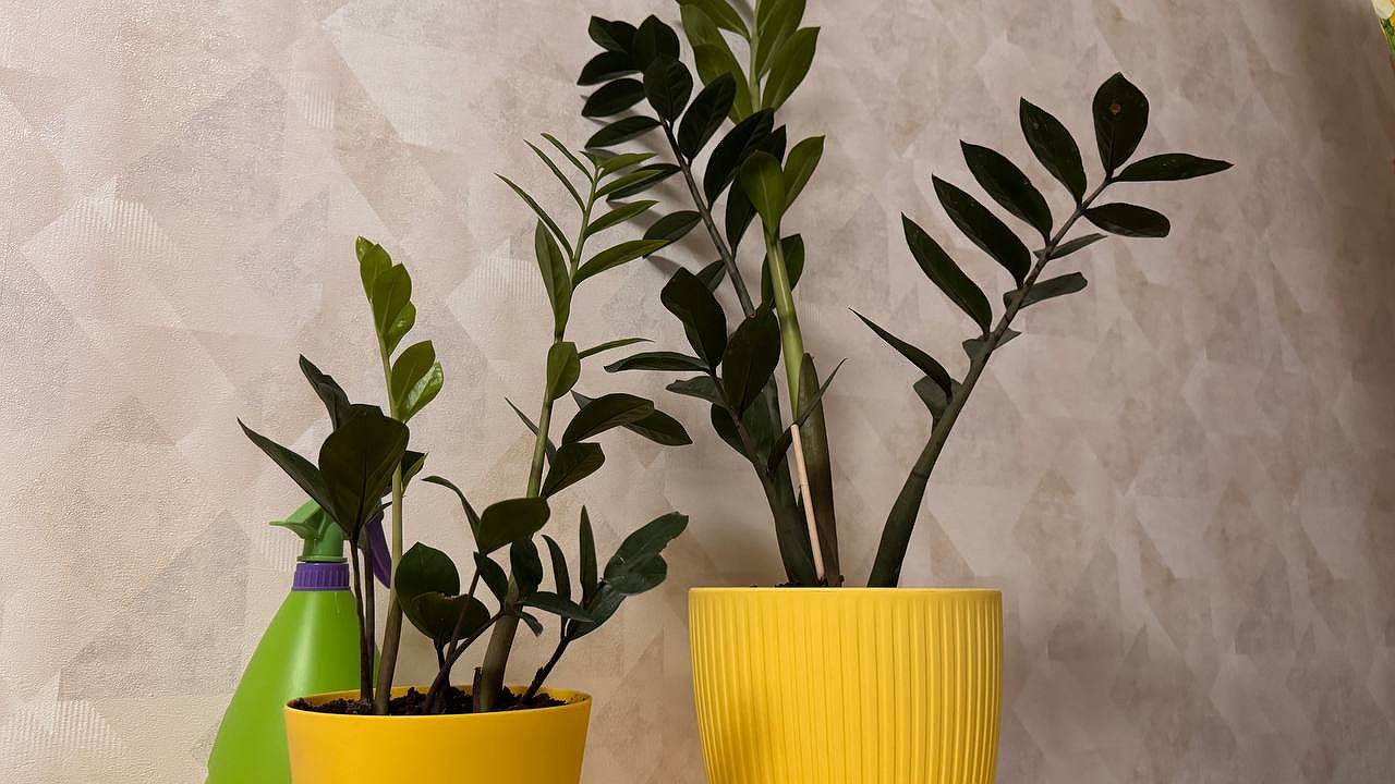 Главная картинка новости: Листья зимой падают один за другим? Эксперты объяснили скрытую ошибку в уходе за замиокулькасом