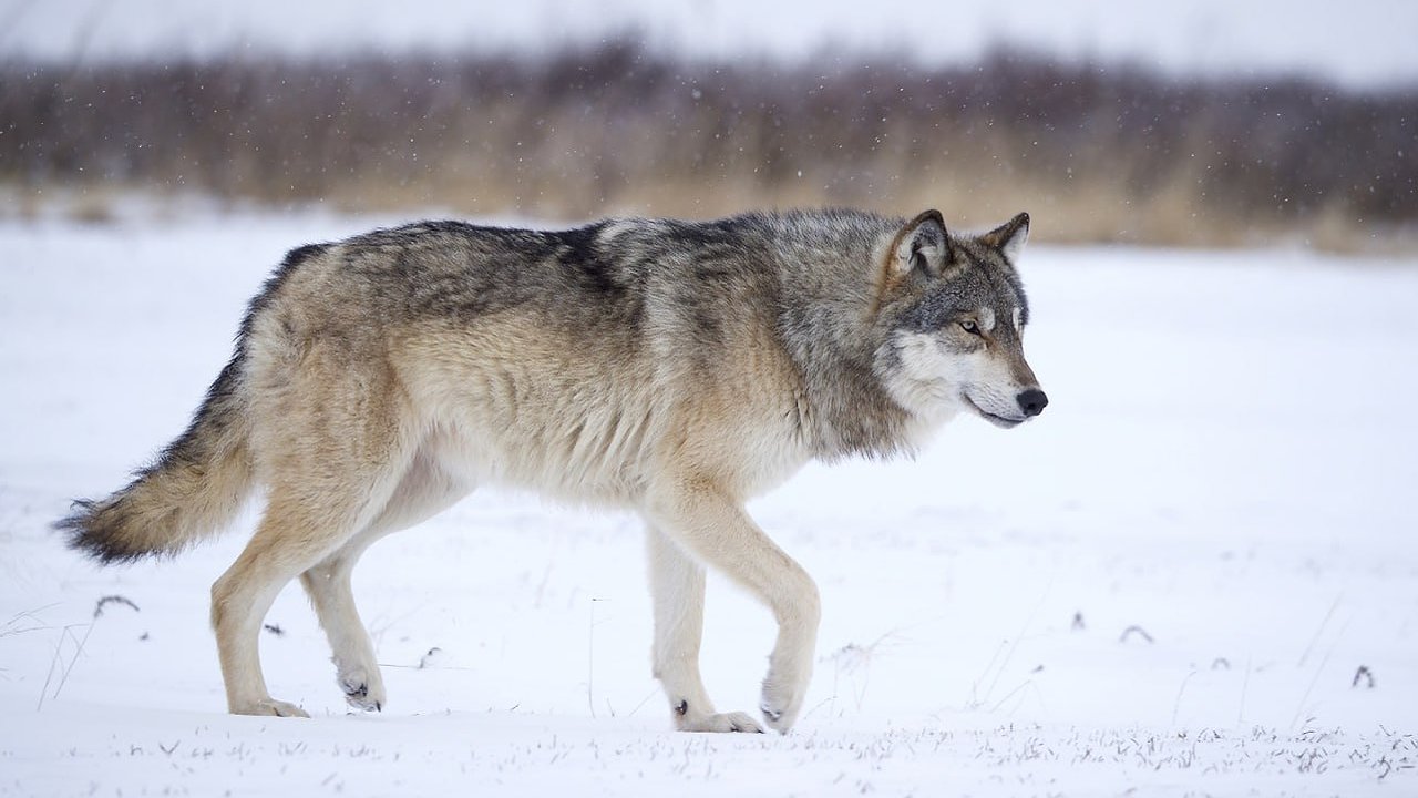 Главная картинка новости: Трех волков застрелили в Белохолуницком районе после нападений на охотничьих собак