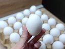 Обходят за версту: почему работники магазинов и птицефабрик перестали покупать яйца категории С0 - даже по скидке