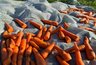 Миниатюра новости: Храню морковь всю зиму по совету деревенской бабушки: свежая и сочная 9 месяцев без погреба