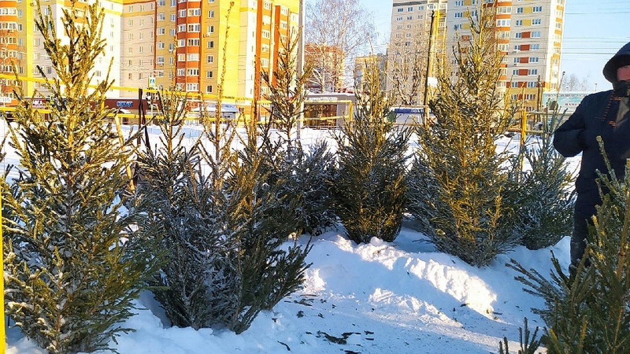 Главная картинка новости: Из Кировской области вывезли более 64 тысяч новогодних ёлок