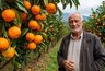 Миниатюра новости: Пусть гниют на ветке - собственник сада мандаринов в Абхазии рассказал, почему качественные плоды не доезжают до России