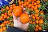 Миниатюра новости: Всегда смотрю на пупок и кожуру: как выбрать сладкие мандарины, не пробуя: советы для любителей цитрусовых