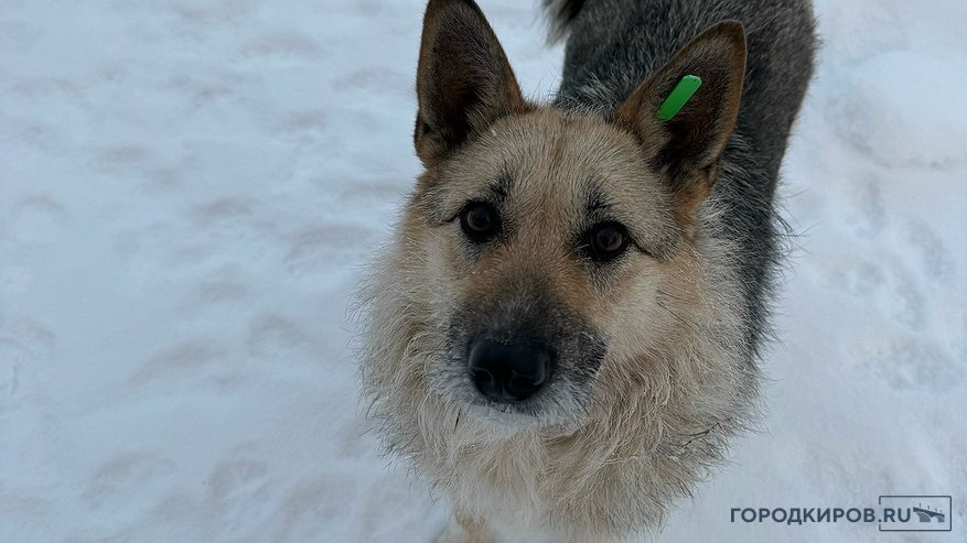 Главная картинка новости: На Филейке вторые сутки бродит собака, выброшенная на улицу посреди морозной зимы