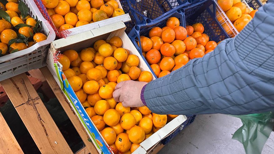 Главная картинка новости: Не дайте себя обмануть: как отличить настоящие абхазские сладкие мандарины от кислых турецких - берите на заметку