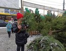 Куда сдать елку, чтобы спасти животных в Кирове: адреса