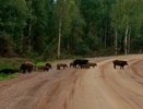 Суперсвиньи держат в страхе жителей сразу нескольких деревень Кировской области