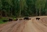 Суперсвиньи держат в страхе жителей сразу нескольких деревень Кировской области