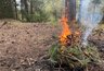 Жителям Кировской области запретили ходить в лес и жечь костры