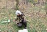 Самые черничные уголки Кировской области: гид по ягодным местам