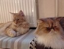 В Кирове продают ветеринарные лекарства без лицензии