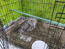 Раненая сова-«терминатор» из Кирова получила имя с помощью народного голосования