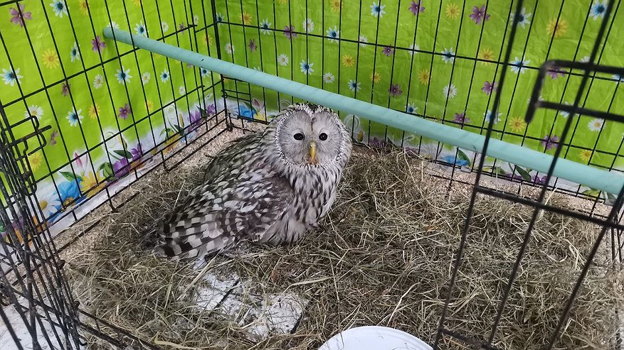 Главная картинка новости: Раненая сова-«терминатор» из Кирова получила имя с помощью народного голосования