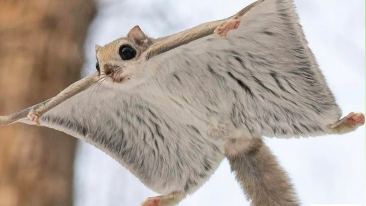 Главная картинка новости: Экологи рассказали всю правду о необычном звере из кировских лесов