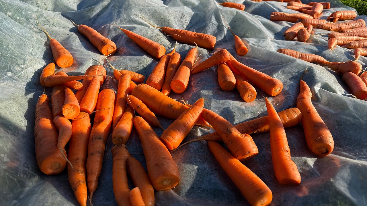 Главная картинка новости: Урожай, которому будут завидовать соседи: в 2026 посажу морковь-феномен - выдерживает климатические качели и глину