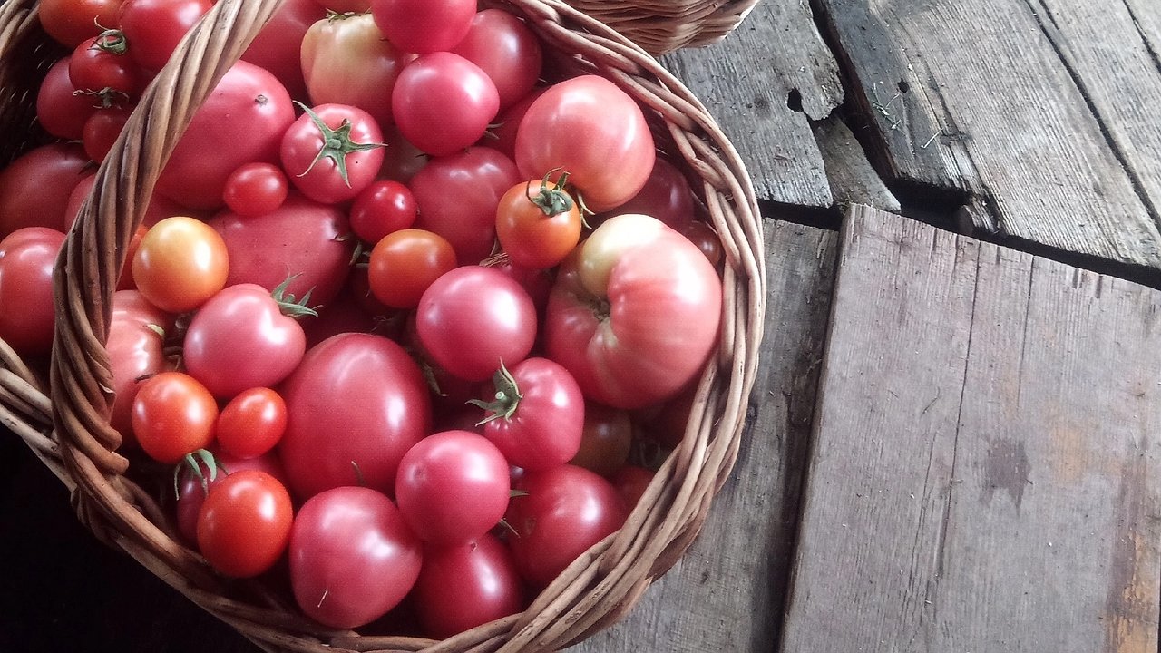 Главная картинка новости: Дедовский метод выращивания помидоров: урожай будете собирать тачками - устанете раздавать соседям